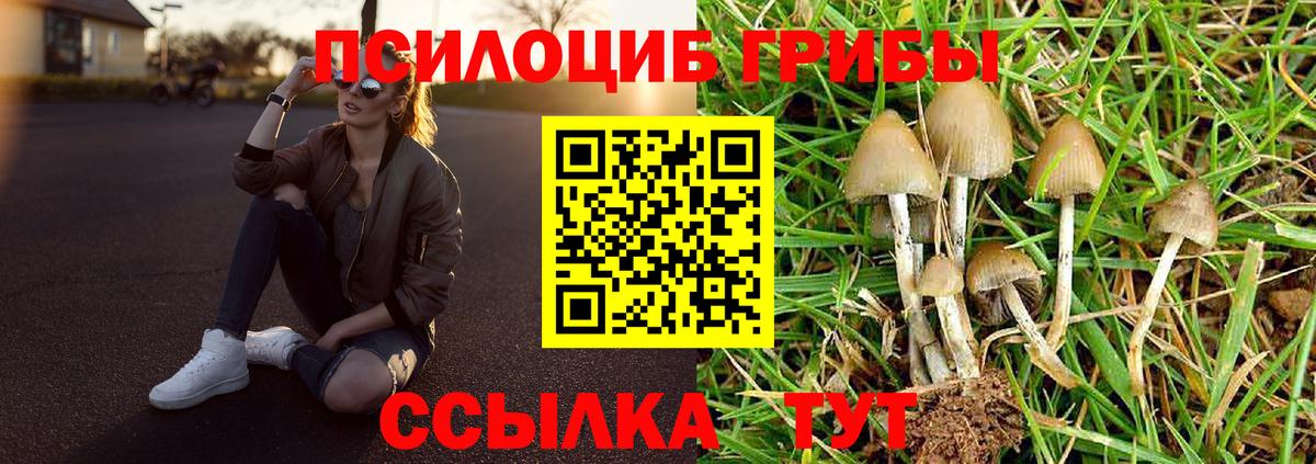 Кольчугино  Псилоцибиновые грибы MAGIC MUSHROOMS  Вход с VPN  Псилоцибиновые грибы прущие грибы 